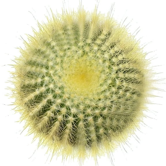 Golden Ball Cactus (2"  Plastic Pot) - Lemon Ball Cactus - Live Cactus - Unique Shaped Cactus - Tiny, Lovely, Easy to Care Succulents