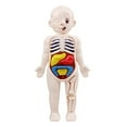 thumbnail image 1 of EeaseMX 1 juego de modelo de torso humano, modelo de órganos del cuerpo humano, juguete de ensamblaje, muñeca de anatomía, 1 of 7