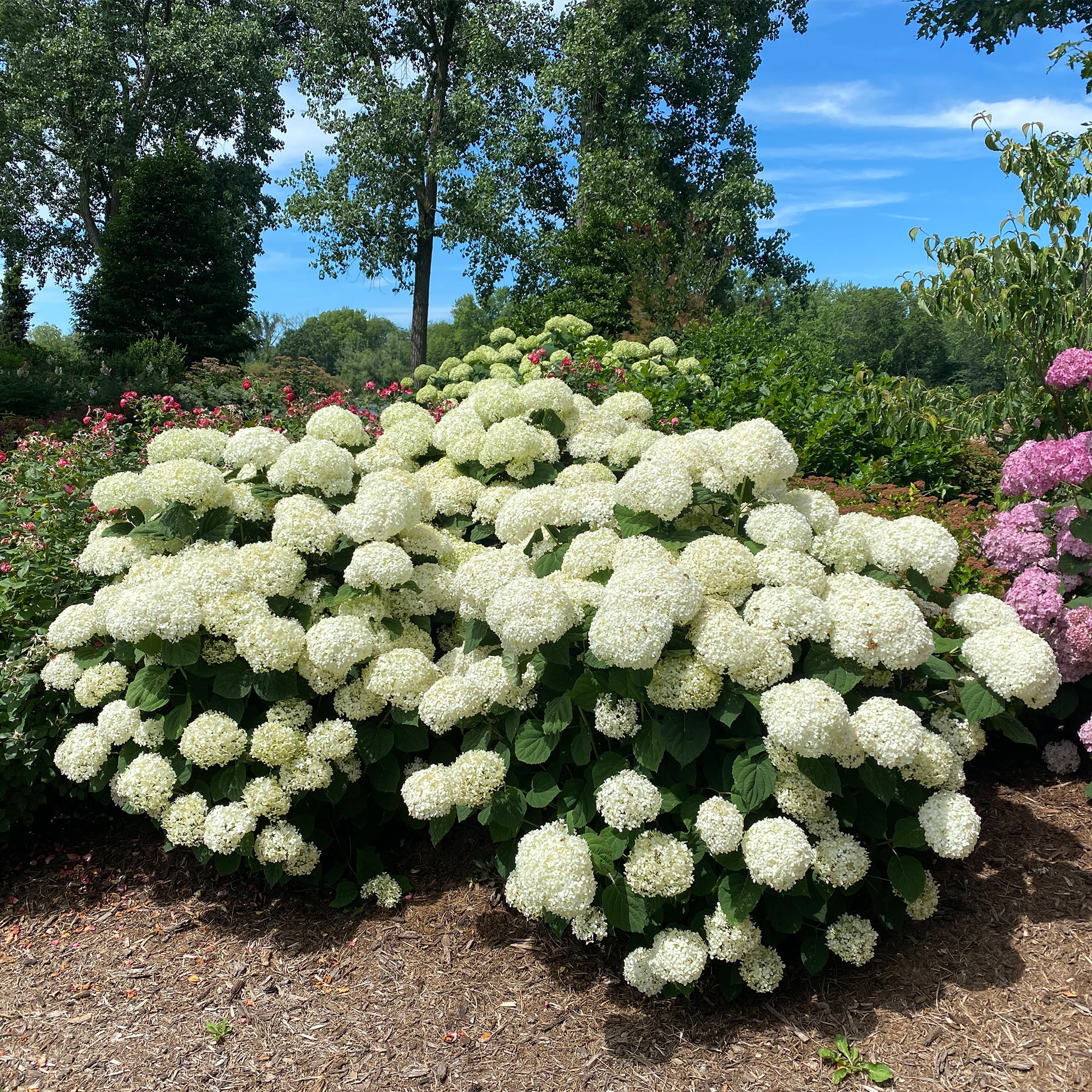 Proven Winners ColorChoice Incrediball Storm Proof Hydrangea Live Shrub (5 Gallon)