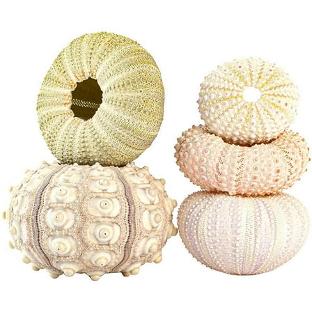 Natural Sea Urchin Shell Hanging Planters - 5 Pcs Set Air Plant Holders for Home Decor, Assorted Sizes & Colors, Eco-Friendly & Safe