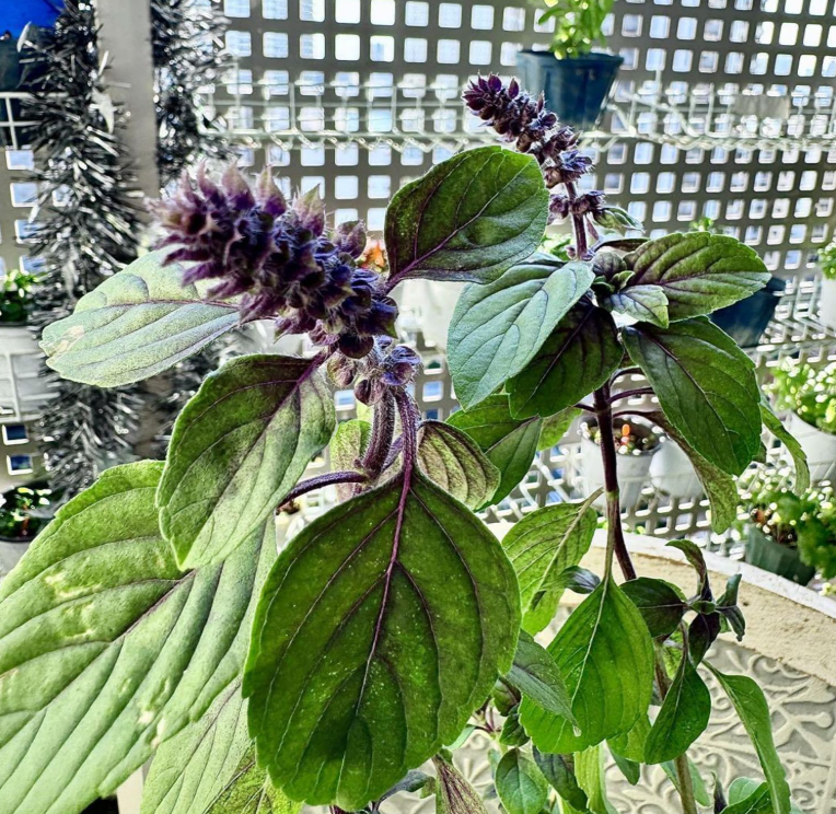 2 Live Blue African Basil Plants, 4–6 Inch Tall Fragrant Herb Starters, Fast-Growing Well-Rooted Plants for Indoor & Outdoor Gardens