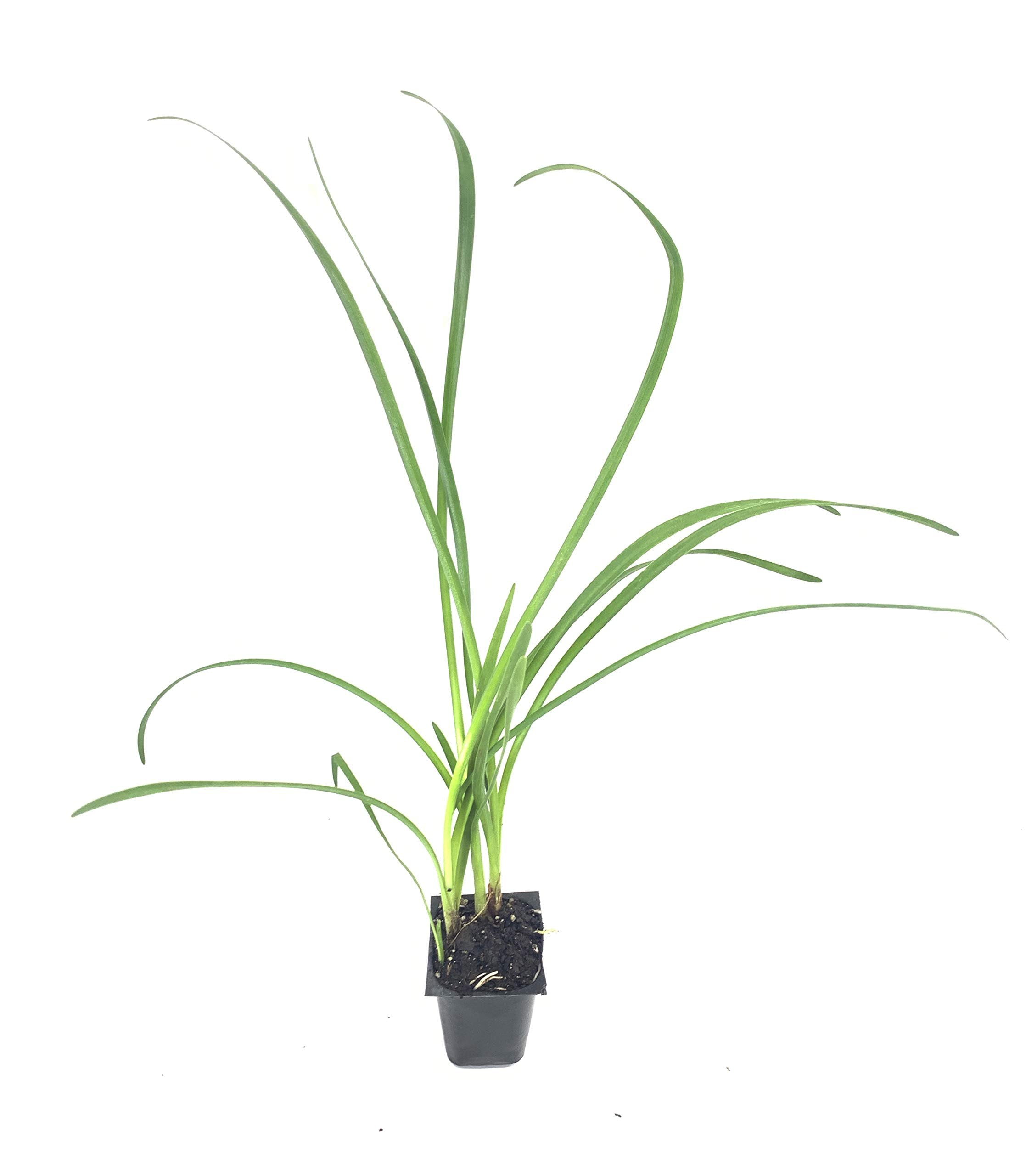 Society Garlic - 3 Live Plants - Tulbaghia Violacea - Butterfly Attracting Flowers