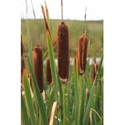 Seedville 50 Cattails Flower Seeds, Water Pond Grass
