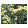 thumbnail image 3 of Hawaiian Yellow Melemele Plumeria Frangipani Plant Cutting, 3 of 6
