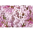 thumbnail image 3 of 1 Gallon Miss Kim Lilac Shrub 6 Pack, 3 of 6