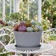 thumbnail image 4 of 1Pack 7.4 Inch Ruffled Small Plant Pots with Drainage Holes and Saucers, Dark Gray Plastic Scalloped Flower Pots Stackable Nursery Planters for Indoor Outdoor Succulents Herbs Houseplants, 4 of 7