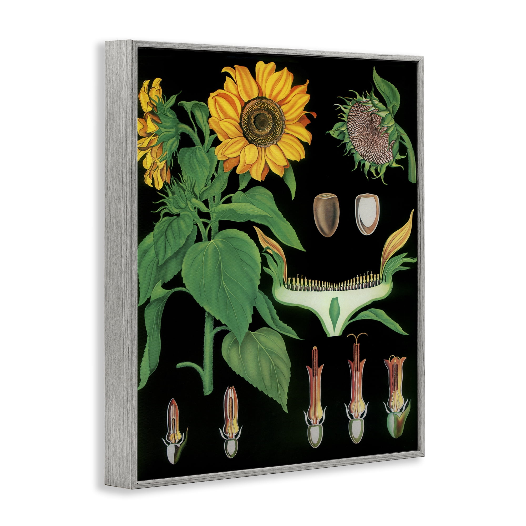 Stupell Industries Sunflower Bulb Illustrations Gray Framed Giclee Art, design by Vintage Hustle