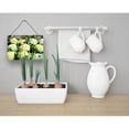 thumbnail image 2 of Cauliflower by Gary Kwiatek Wall or Door Hanging Prints, 2 of 2