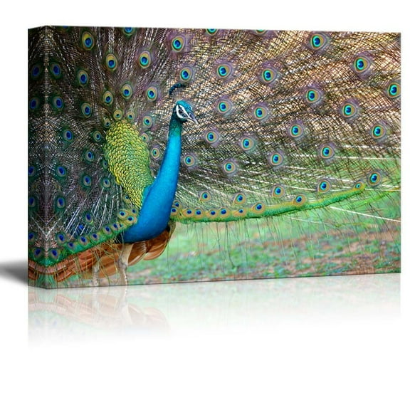 Canvas Prints Wall Art - Portrait of Beautiful Peacock with Feathers Out/Spreading Its Tail | Modern Wall Decor/Home Decoration Stretched Gallery Canvas Wrap Giclee Print & Ready to Hang - 16&quo