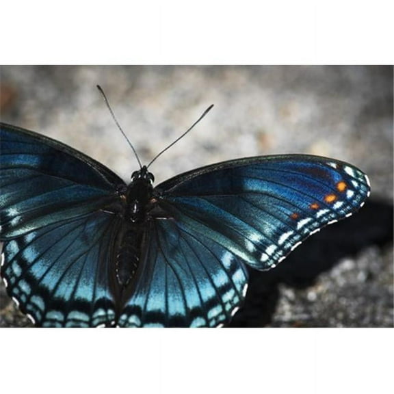 Red-Spotted Butterfly Limenitis Arthemis Soaks Up The Sunlight - Vian Oklahoma United States of America Poster Print by Robert L.Potts - 17 x 11