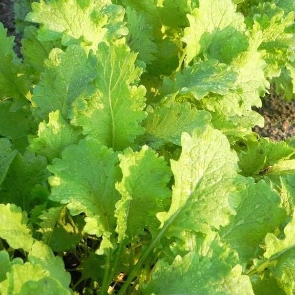 Mustard Southern Giant Great Heirloom Vegetable 50,000 Seeds Bulk Wholesale