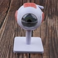 thumbnail image 2 of Modelo Científico de Anatomía Ocular | 3 Veces El Modelo Ampliado Diseca en 6 Sunnimix Figura bola de ojo humano, 2 of 8