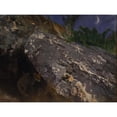 thumbnail image 3 of Bruno Liljefors 18x15 Black Modern Framed Museum Art Print Titled - Fox Cubs (1901), 3 of 5