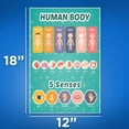 thumbnail image 2 of Human Body Chart - Human Anatomy for - 5 Senses - Learning the Human Body, 2 of 2