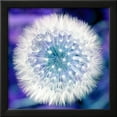 thumbnail image 2 of Dandelion Seed Head, Botanical Scenic Framed Art Print Wall Art by Victor De Schwanberg Sold by Art.Com, 2 of 5