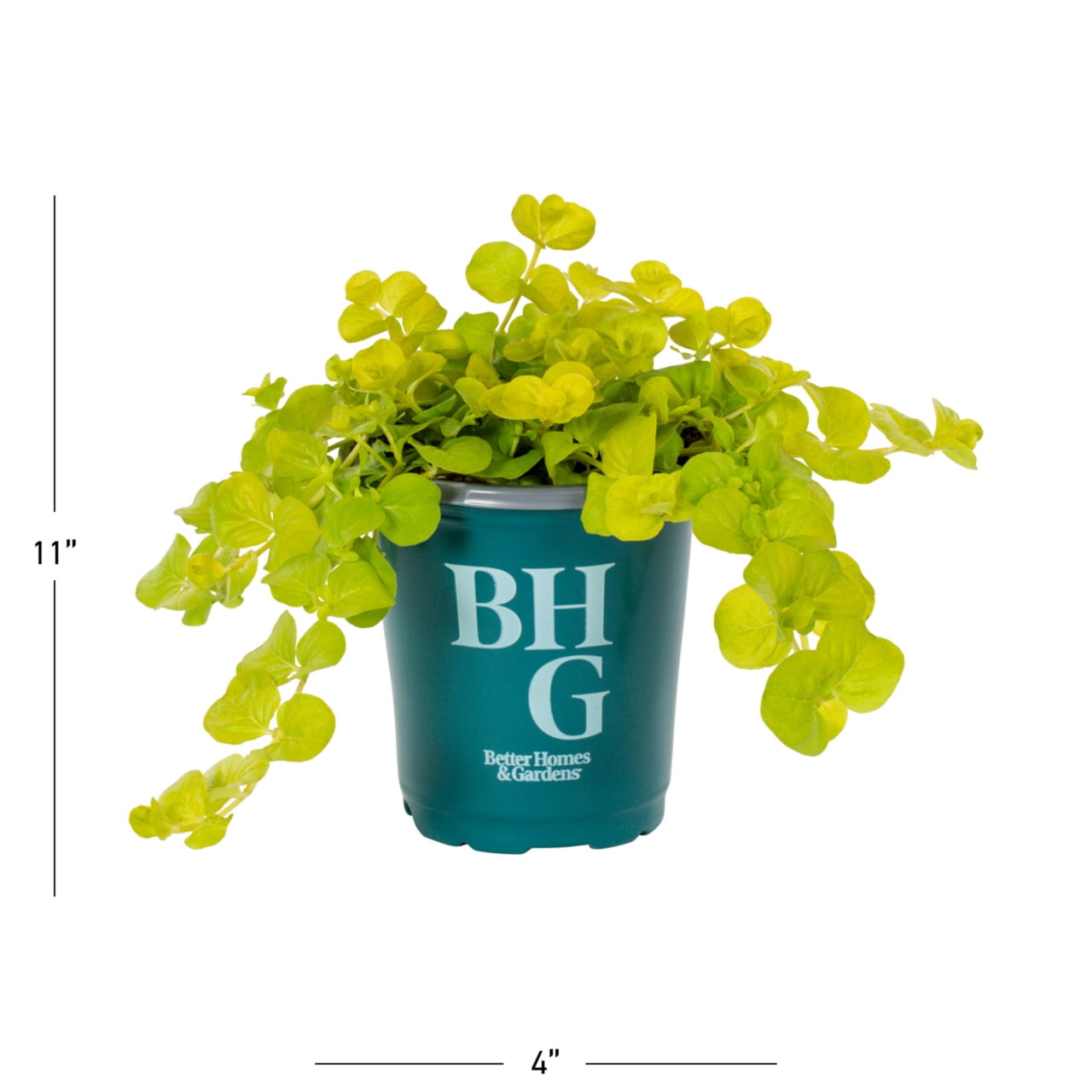 Better Homes & Gardens 1PT Green Lysimachia Live Annual Plant Sun