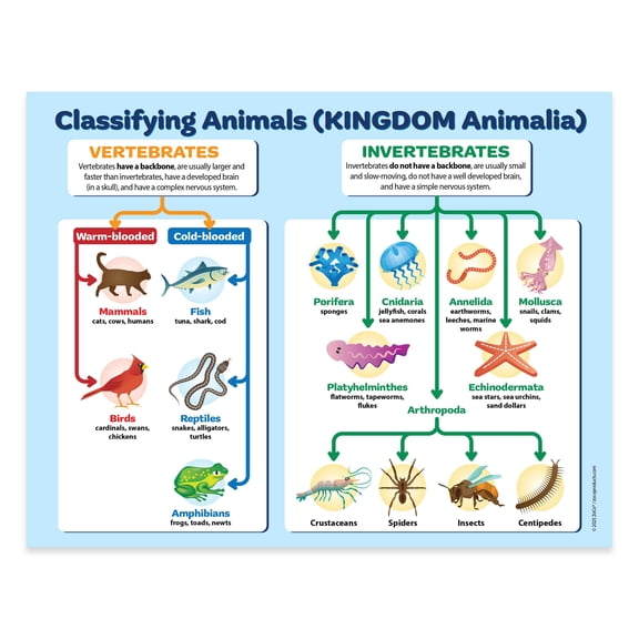 Animal Classification: Vertebrates  Invertebrates — Laminated Poster — 17 × 22