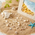 thumbnail image 5 of Natural Sea Shell Beads Kits Spiral Shell Cowrie Shell Trumpet Shell Ark Shell Snail Shell Seashell Color 7~40x3~22x3~15mm 175g/box, 5 of 6