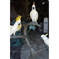 thumbnail image 2 of Nifao Three Cockatoo on a Tree Bronze Statue – Outdoor Garden Decor Sculpture, 55"L x 34"W x 68"H, 2 of 12