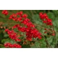 thumbnail image 5 of Seedville 100 Heuchera Firefly Coral Bells Flower Seeds, 5 of 8