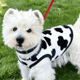 thumbnail image 3 of Pet Dog Fleece Vest Jacket, Warm Soft Puppy Pullover Sweater for Small Dogs and Cats, Cold Weather Attire with Leash Ring, XS-XL, 3 of 9