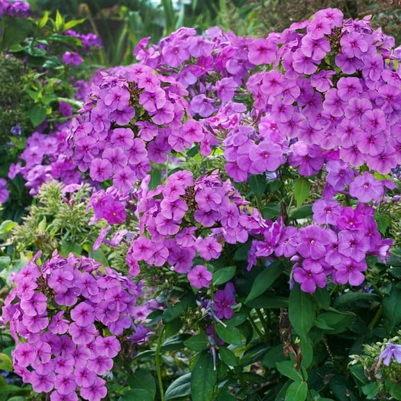Purple Flame Tall Phlox Flower Root - Scented - Perennial - Live Plants - Attracts Butterflies and Hummingbirds - Good as Cut Flowers - Deer Resistant