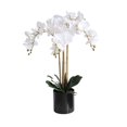 thumbnail image 1 of Orchidée papillon, 1 of 3