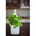 thumbnail image 4 of SHIQI-Smart Garden Holy Basil Plant Pods, 3-Pack, 4 of 4