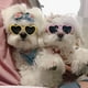 thumbnail image 1 of Gafas para perros y mascotas, lindas gafas navideñas para mascotas, divertidas gafas de sol con forma de corazón para gatos y mascotas, 1 of 4