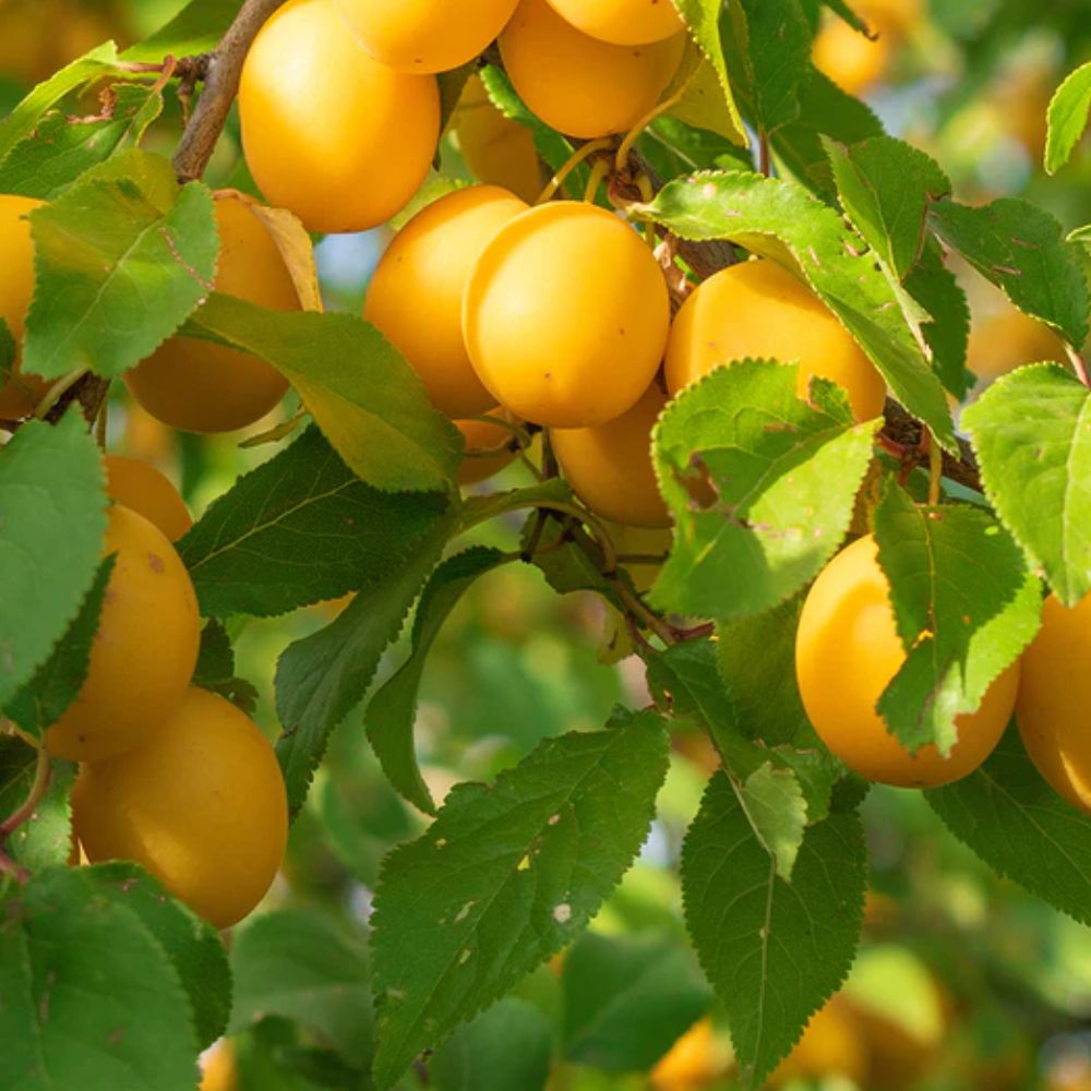 Expert Gardener 2-3 ft tall Byron Gold Plum Live Tree in 5-Gallon Grower Pot
