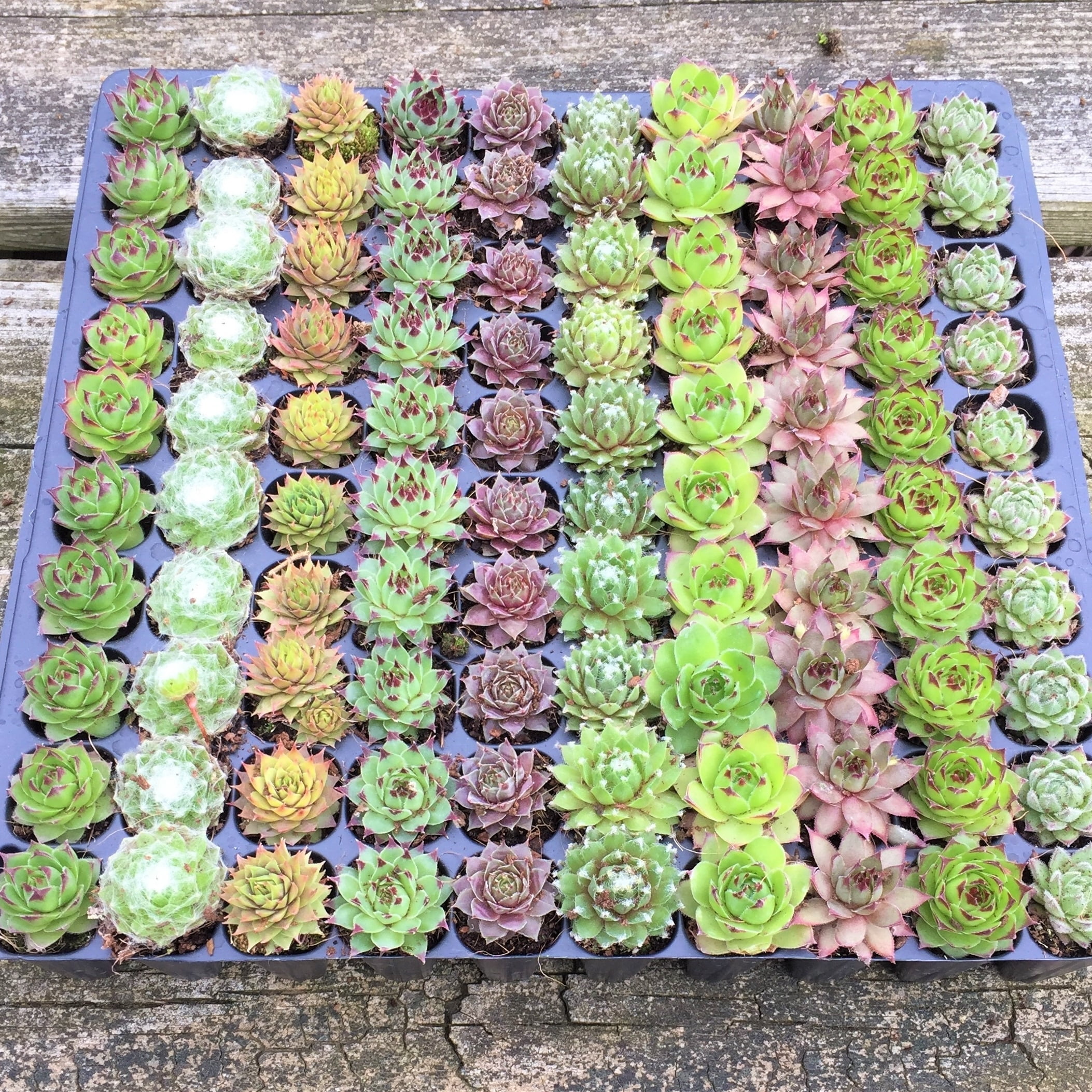 Sea Glass and Driftwood Succulent Terrarium Kit