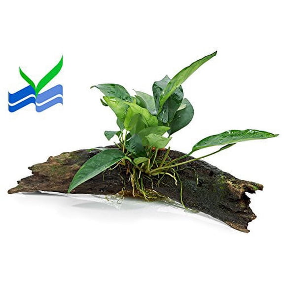 Anubia Plant on Driftwood (8-12 Inches)