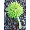 thumbnail image 2 of 20 Graines de Fleurs Blanches Géantes BUR Sparganium Eurycarpum, 2 of 4