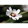 thumbnail image 2 of 25 WHITE CUPID'S DART Love Plant Catananche Caerulea Flower Seeds, 2 of 8