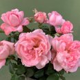 thumbnail image 2 of Heirloom Roses - Sweet Eloise™ Climbing Roses Rose Plant, 2 of 3