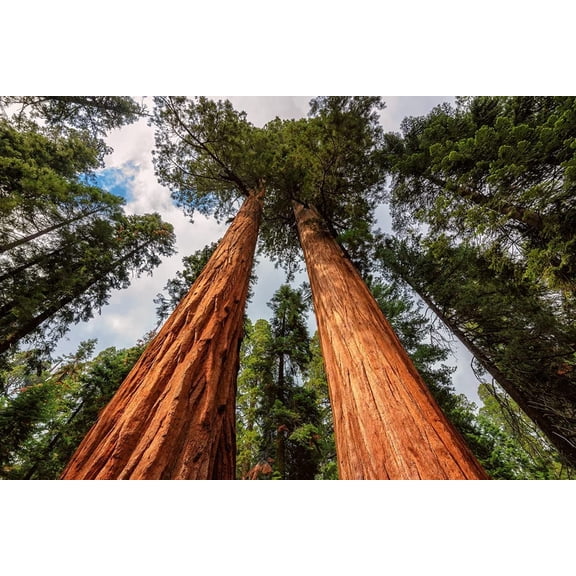 Redwood Sequoia Tree Seeds - 25 Seeds - Ships from USA - Sequoia Bonsai Seeds