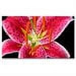 Trademark Art "Stargazer Lily" Canvas Wall Art by Kathie McCurdy