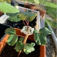 thumbnail image 4 of 100 clips de soporte de plantas de plástico blanco para ayudar al crecimiento vertical de las plantas de vid., 4 of 5