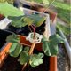 thumbnail image 4 of 100 clips de soporte de plantas de plástico blanco para ayudar al crecimiento vertical de las plantas de vid., 4 of 5