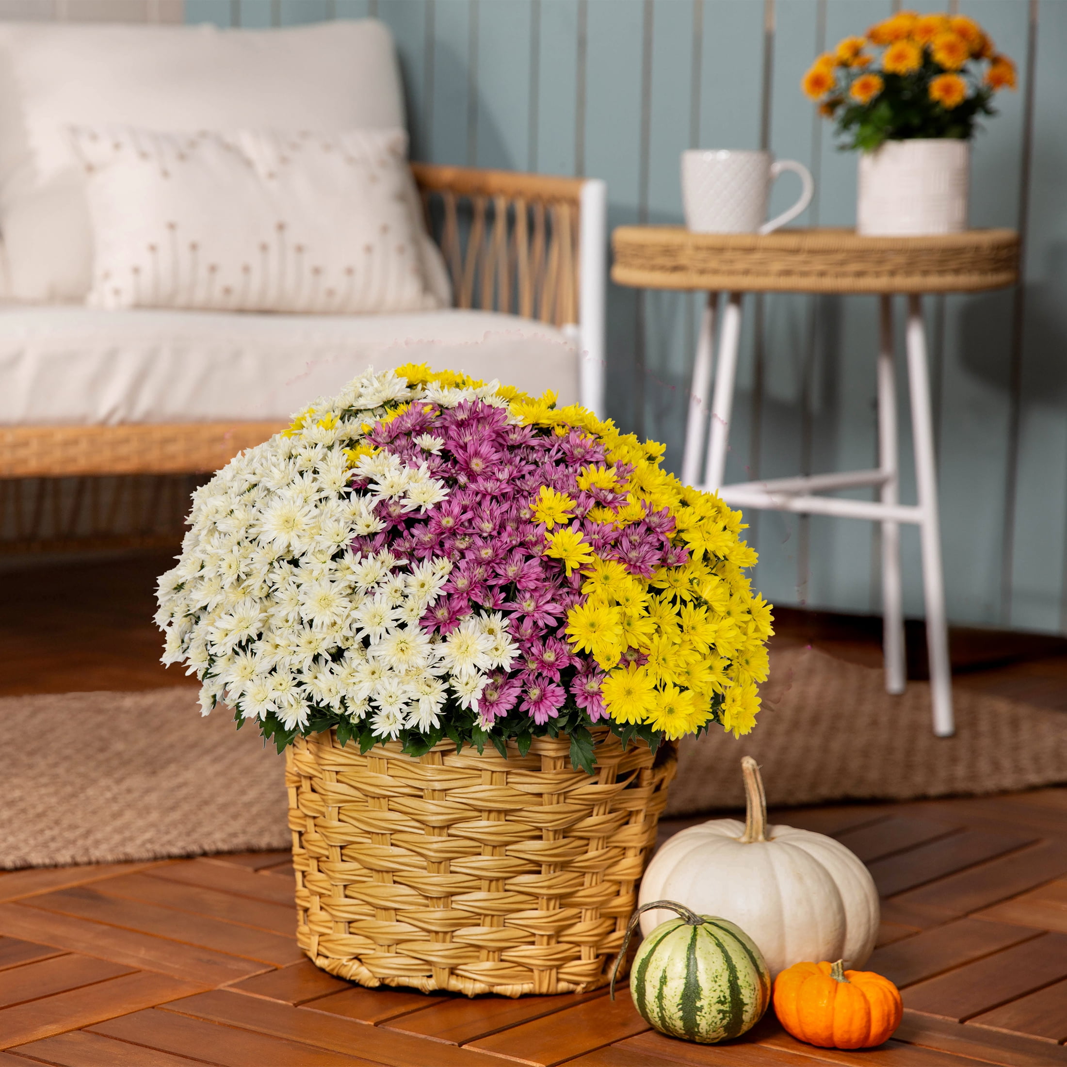 Better Homes & Gardens 14" Purple White Yellow Garden Mum Mixed Live Plant in Decorative Planter