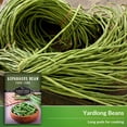 thumbnail image 4 of 3 Packs Asparagus Yard Long Bean Seeds - Non-GMO Heirloom Annual Full Sun Vegetable, 4 of 6