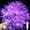 Purple, variant on LINLIN LED Fairy Lights, 10M 80LED Indoor Twinkle Fairy Lights 8 Flashing Modes Outdoor Rope Fairy String Lights USB with Remote for Party, Wedding, Chirstmas Tree, Patio,Decoration