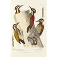 thumbnail image 2 of Alfred Malherbe 17x24 Gold Ornate Framed and Double Matted Museum Art Print Titled - Monograph of Picidae Pl08 (1861-1862), 2 of 4