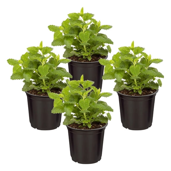 Live Aromatic and Edible Herb - Lemon Balm (4 Per Pack), Naturally Reduces Stress and Improves Air Quality, 8" Tall by 4" Wide in 1 Pint Pot