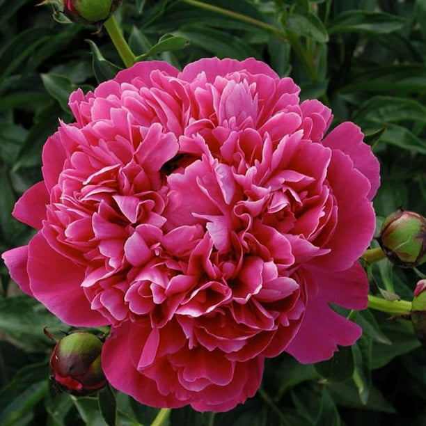 Kansas Peony Perennial Pink Blooms Bareroot 4/+ Eyes Walmart
