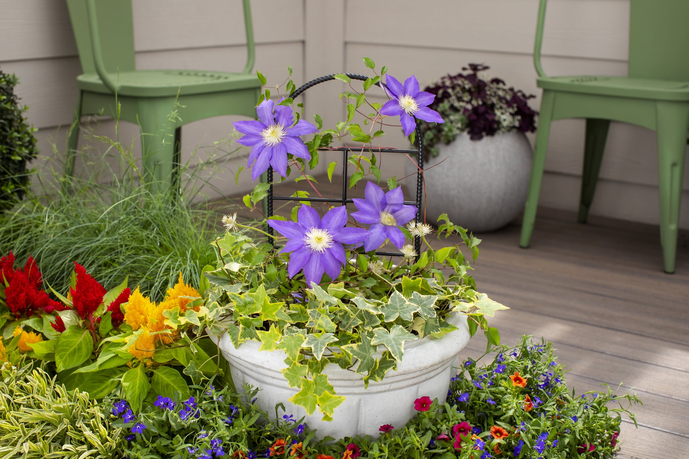 Expert Gardener Purple Clematis Live Perennial Plant, 1.5 gal, Full Sun