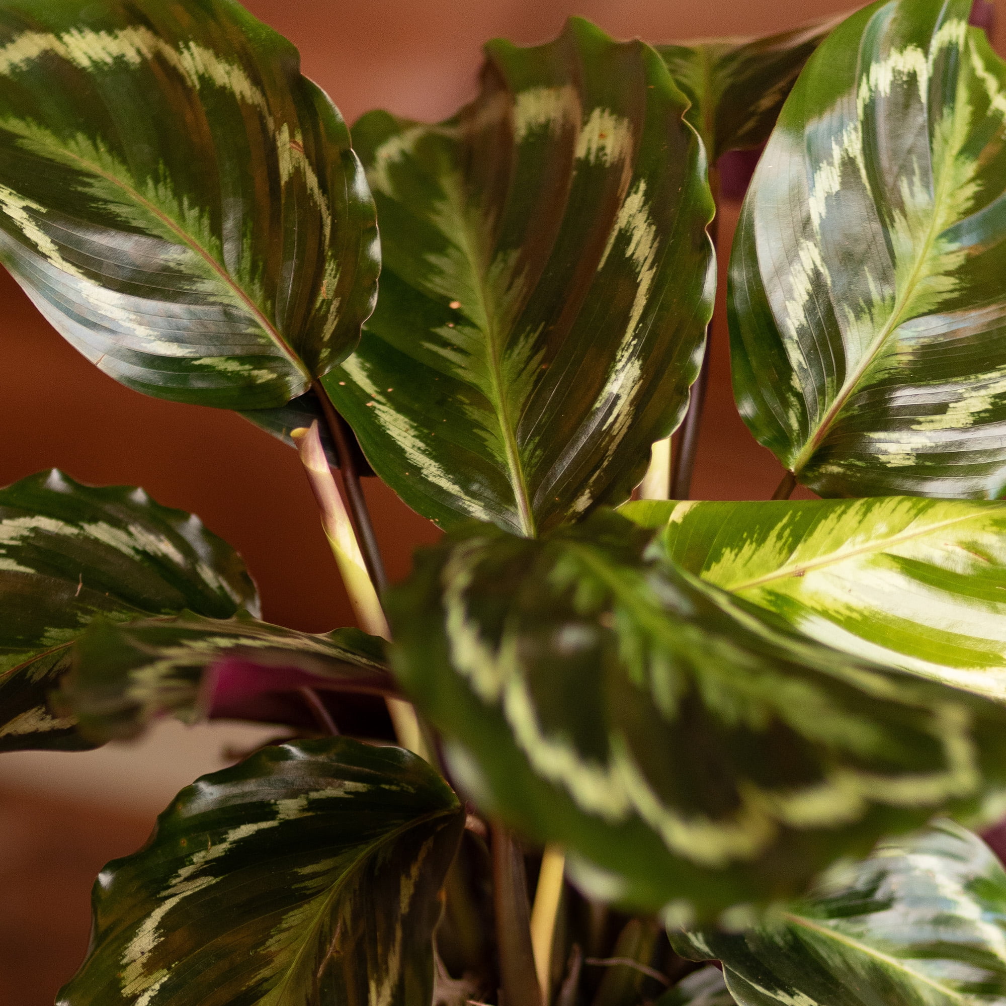 Element Calathea Medallion Live Plant in 6" White Decor Pot (Approx 15" Tall) Prayer Plant