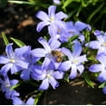 thumbnail image 4 of Gentle Glory of the Snow,  30 Bulbs - Blue & White Flowers - Early Spring Blooming, Easy Growing Perennial, 4 of 6