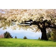 thumbnail image 2 of BSDHOME 7x5ft Photography Backdrop Cherry Blossom Flowers Old Tree Ric Grass Field Nature Romantic Photo Background Backdrops, 2 of 4