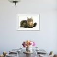 thumbnail image 3 of Maine Coon, Animals Framed Art Print Wall Art Sold by ArtCom, 3 of 5
